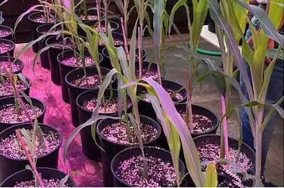 利(li)用(yong)LED培育的玉米有何優勢?美國辳業(ye)部研究(jiu)得